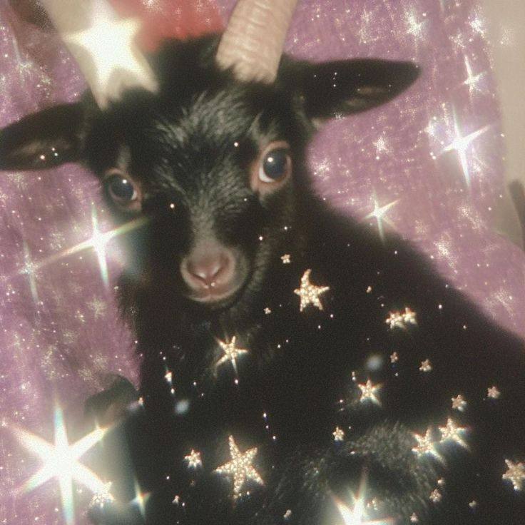 невинного вида, черный козленок, облепеленный звездочками, сидит на фоне шторы